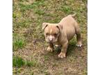 Mutt Puppy for sale in Federalsburg, MD, USA