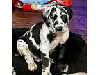 Great Dane Puppy for sale in Windsor, CO, USA