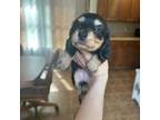 Dachshund Puppy for sale in Owensville, IN, USA