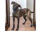 Adopt PARTHENON a Plott Hound, Mixed Breed