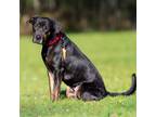 Adopt DUSTY a Black and Tan Coonhound, Mixed Breed