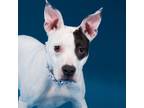 Adopt ZEBRA a Pit Bull Terrier, Mixed Breed