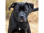 Adopt WIGGLE WORM a Pit Bull Terrier, Great Dane