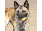 Adopt MISTER a German Shepherd Dog, Mixed Breed