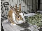 Adopt BAMBINO a Bunny Rabbit