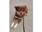 Adopt SOX a Australian Cattle Dog / Blue Heeler, Shar-Pei