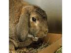 Adopt KOJAC a English Lop