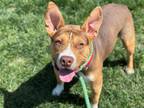 Adopt GRACIOUS a Pit Bull Terrier, Mixed Breed
