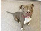 Adopt KAPPO a Pit Bull Terrier