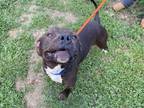 Adopt ROY a Pit Bull Terrier
