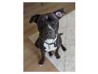 Adopt JACOB a Pit Bull Terrier