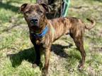 Adopt BOOMER a Pit Bull Terrier