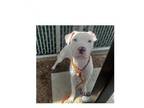 Adopt BRANCO a Pit Bull Terrier, Mixed Breed