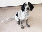 Adopt BANDIT a Bluetick Coonhound, Mixed Breed