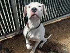 Adopt ZURIA a Pit Bull Terrier, Mixed Breed