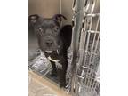 Adopt EWELL a Pit Bull Terrier, Mixed Breed