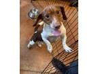 Adopt Tucker a Beagle, Basset Hound