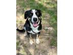 Adopt Chevy a Mountain Dog, Mixed Breed