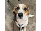 Adopt Goose 041503N a Hound