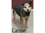 Adopt Carson a Cattle Dog