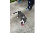 Adopt Arrow a Pit Bull Terrier, Mixed Breed