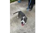 Adopt 55809065 a Pit Bull Terrier, Mixed Breed