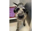 Adopt ZEMBIE a Schnauzer, Catahoula Leopard Dog