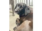 Adopt NEWTON a Labrador Retriever, Beagle