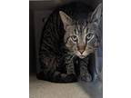 Adopt MONTY a Domestic Short Hair