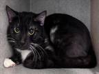 Adopt BOOTS a Domestic Short Hair