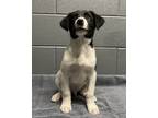 Adopt Mica a Border Collie