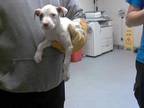 Adopt A409520 a Pit Bull Terrier
