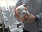 Adopt A409519 a Pit Bull Terrier