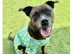 Adopt GHIBLI a American Staffordshire Terrier, Mixed Breed