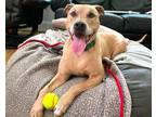 Adopt HERCULES a American Staffordshire Terrier