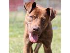 Adopt NIKKO a Pit Bull Terrier, Mixed Breed