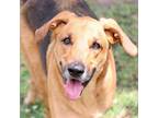 Adopt A485543 a Redbone Coonhound, Mixed Breed