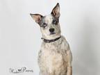 Adopt BANJO a Australian Cattle Dog / Blue Heeler, Mixed Breed