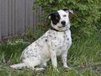 Adopt PEPITO a Australian Cattle Dog / Blue Heeler, Border Collie