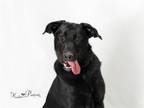 Adopt GRAHAM a German Shepherd Dog, Mixed Breed