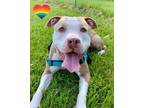 Adopt Chandler a Pit Bull Terrier, Mixed Breed