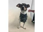 Adopt Brutus a Rat Terrier, Mixed Breed