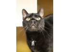 Adopt Sammy a Domestic Short Hair