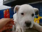 Adopt PICKLE a Great Pyrenees, Mixed Breed