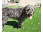 Adopt KING a Poodle, Mixed Breed