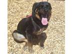 Adopt LUIS a Rottweiler, Mixed Breed