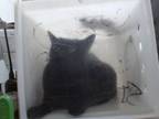 Adopt JELLY a Domestic Short Hair