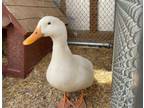 Adopt EUCLID a Duck