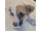Adopt Pepperoni a Mixed Breed