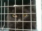 Adopt BELLO a Domestic Short Hair